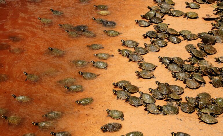 SOLTURA DE QUELONIOS NO VALE DO GUAPORÉ
