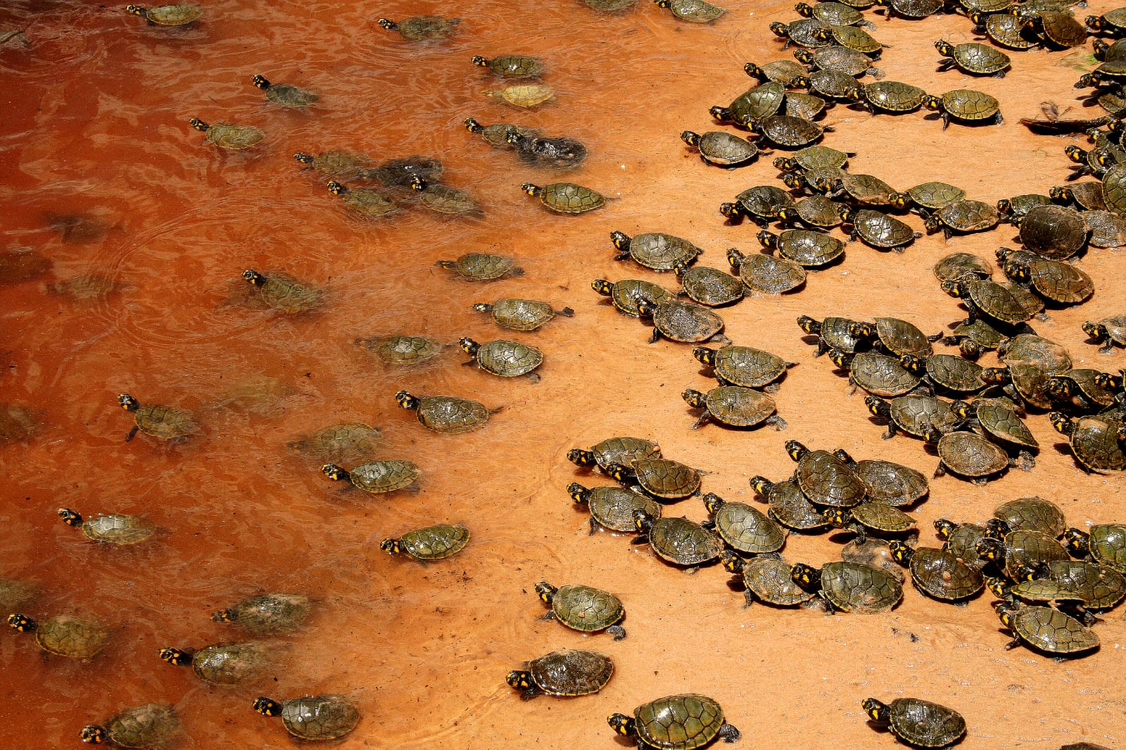 SOLTURA DE QUELONIOS NO VALE DO GUAPORÉ